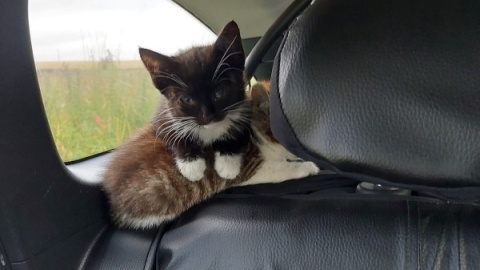 Policjanci z Nakła nad Notecią na początku lipca uratowali osiem małych kotów, błąkających się po drodze/fot. materiały policji