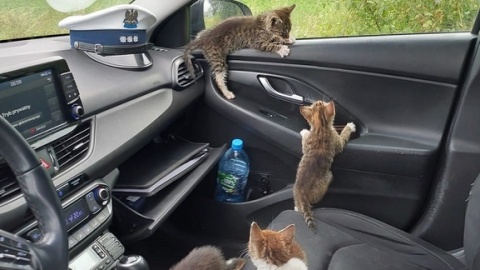 Policjanci z Nakła nad Notecią na początku lipca uratowali osiem małych kotów, błąkających się po drodze/fot. materiały policji