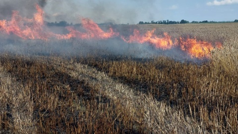 Spalonych zostało około siedmiu hektarów zboża/fot. Ochotnicza Straż Pożarna w Mokowie, Facebooku OSP