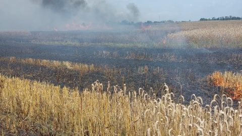 Spalonych zostało około siedmiu hektarów zboża/fot. Ochotnicza Straż Pożarna w Mokowie, Facebooku OSP