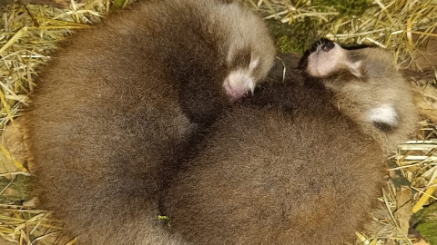 Pandy małe z toruńskiego Ogrodu Zoobotanicznego po raz pierwszy zostały rodzicami/fot. Ogród Zoobotaniczny w Toruniu