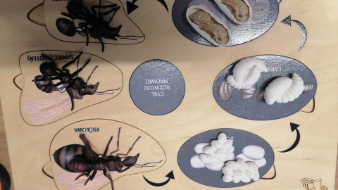 Zajęcia na temat mrówek w Młynach Rothera/fot. Monika Siwak