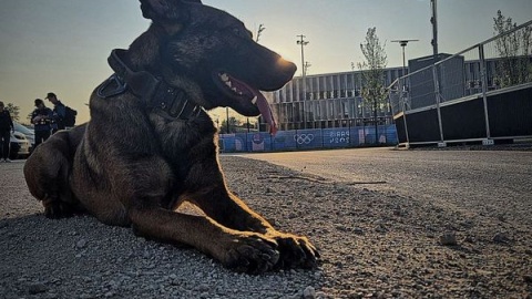 Pies służbowy „Palnik"/fot. materiały policji