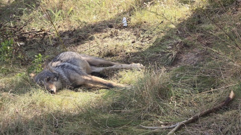 W ratowanie wilka zaangażowało się wielu kujawsko-pomorskich lekarzy weterynarii, a także służby, społecznicy i naukowcy. Niestety, zwierzę trzeba było uśpić/fot. Wdecki Park Krajobrazowy/Facebook