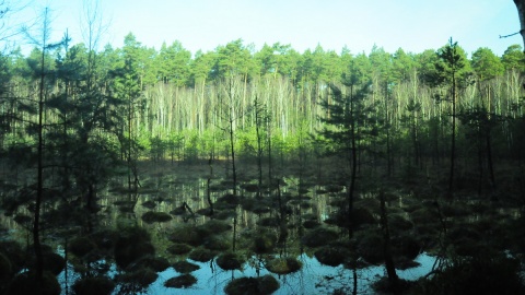 „Brzozowe Bagno"/fot. materiały RDOŚ