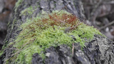 „Sarnówek"/fot. materiały RDOŚ