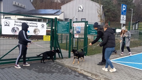 Mikołajkowe spacery w bydgoskim schronisku/fot. Tatiana Adonis