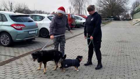 Mikołajkowe spacery w bydgoskim schronisku/fot. Tatiana Adonis