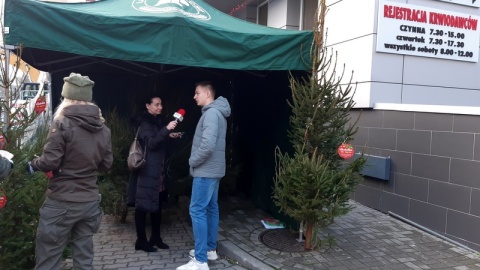 Przed Centrum Krwiodawstwa stanął namiot Lasów Państwowych, a w środku 150 dorodnych, świeżo ściętych świerków. Drzewka są prezentem dla osób, które przed świętami podzielą się krwią/fot. Henryk Żyłkowski