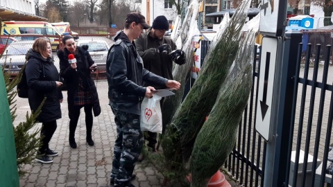 Przed Centrum Krwiodawstwa stanął namiot Lasów Państwowych, a w środku 150 dorodnych, świeżo ściętych świerków. Drzewka są prezentem dla osób, które przed świętami podzielą się krwią/fot. Henryk Żyłkowski