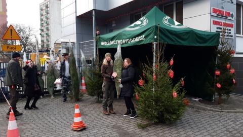 Przed Centrum Krwiodawstwa stanął namiot Lasów Państwowych, a w środku 150 dorodnych, świeżo ściętych świerków. Drzewka są prezentem dla osób, które przed świętami podzielą się krwią/fot. Henryk Żyłkowski