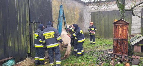 Weterynarz nie mógłby pomóc bez strażaków Akcja OSP w Bagniewku