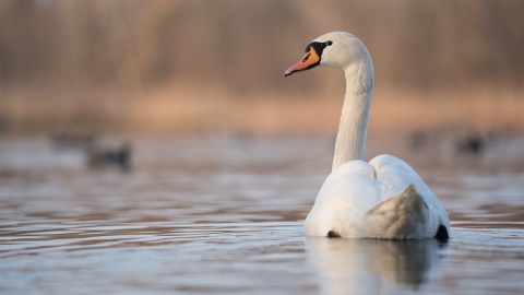 Łabędź też potrzebuje odpocząć. To nie zawsze oznacza, że przymarzł do lodu