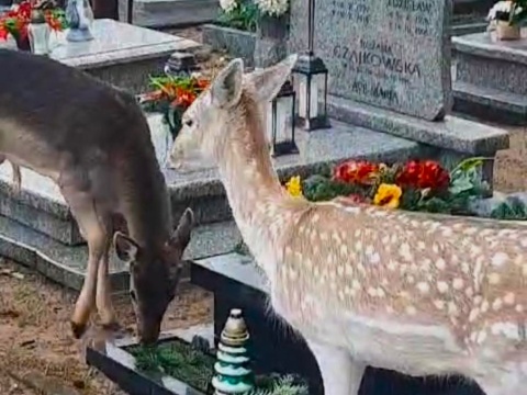 Bydgoska parafia nagrała złodziei, którzy zrywali główki kwiatów na cmentarzu [wideo]