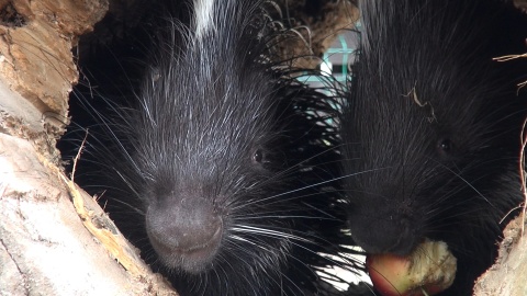 Ambasadorami Jeżynka i Malinka. Tydzień Misji Ogrodów Zoologicznych w bydgoskim zoo [wideo, zdjęcia]