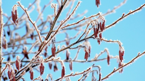 Temperatura spadnie poniżej zera IMGW ostrzega o przymrozkach w całym regionie