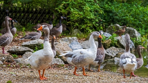 Powiew świeżości w hodowlach gęsi. Naukowcy sprawdzają stan powietrza w wylęgarniach