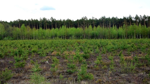 Nie dla quadów, ognisk i śmieci. W majówkę lasy będą pod specjalną kontrolą