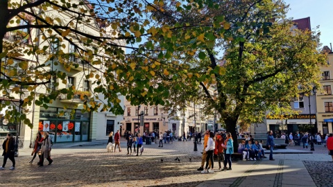 Mieszkańcy, aktywiści i urzędnicy będą rozmawiać o zieleni w Toruniu. Nabór do grupy