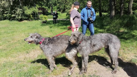 Spacerują i ducha hartują Akcja dla chartów z problemami i promocja tej rasy [zdjęcia, wideo]