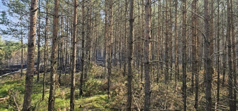 Pożar lasu w Grupie w powiecie świeckim. W akcji uczestniczyły samoloty gaśnicze [wideo]
