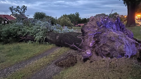 Wichura szalała nad gminą Dobrcz. Powalone drzewa, konary, uszkodzone dachy [zdjęcia]