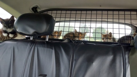 Dwa małe koty wybiegły przed radiowóz, kolejnych sześć policjanci znaleźli w krzakach [zdjęcia]