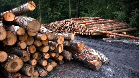 Miliony ton drewna wyjechały z Polski w latach 2019-2023. Lasy Państwowe podały dane