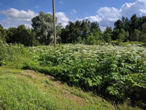 Ta roślina wywołuje dotkliwe oparzenia. Uważajmy na barszcz Sosnowskiego