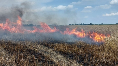 Strażacy walczą z ogniem w zbożu. Spaliło się siedem hektarów w okolicach Lipna