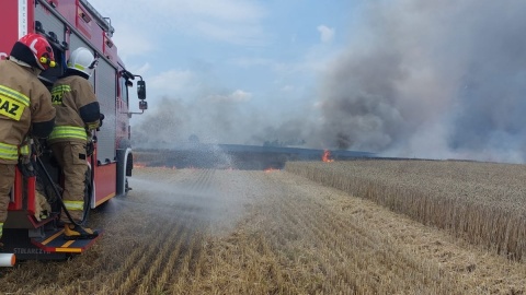 Strażacy walczyli z ogniem w zbożu. Spaliło się siedem hektarów w okolicach Lipna