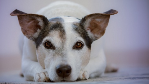 Do Sejmu wpłynął projekt Koalicji Obywatelskiej zakazujący trzymania psów na uwięzi