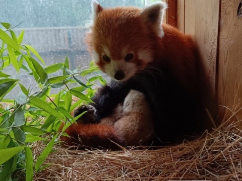 Pandy małe z toruńskiego Ogrodu Zoobotanicznego po raz pierwszy zostały rodzicami