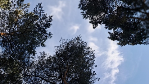 Uwaga na silny wiatr w całym regionie W trzech powiatach dodatkowo burze