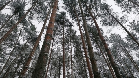 Leśnicy z regionu zachęcają do nocowania w lesie. Zielone hotele są za darmo