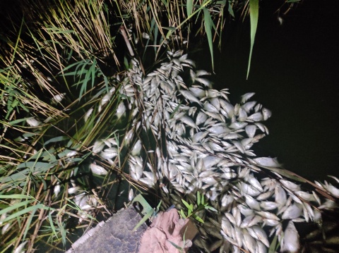 Śnięte ryby w Jeziorze Papowskim. W zbiornikach wodnych dramatycznie brakuje tlenu