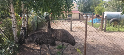 Poszukiwania Jessici zakończone. Samiczka emu została odnaleziona