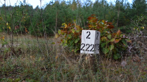 Las jest podzielony na prostokąty. Zagubionym grzybiarzom przychodzą na pomoc słupki