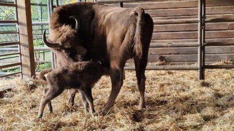 Mamą Polusia, tatą Pomścibór. Mały żubr przyszedł na świat w bydgoskim zoo! [wideo, zdjęcia]