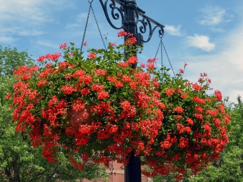 Pelargonie z Inowrocławia mogą przezimować w domach mieszkańców. Kwiaty czekają na odbiór