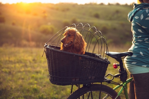 Jak bezpiecznie przewozić psa na rowerze [reklama]