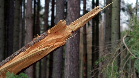 Silny wiatr w regionie. Strażacy otrzymali 80 zgłoszeń. Utrudnienia m.in. na S5