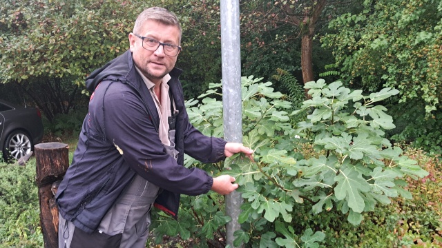 Lipy się poddają, a palmy czują się jak u siebie. Jarosław Mikietyński o starciu roślin z klimatem