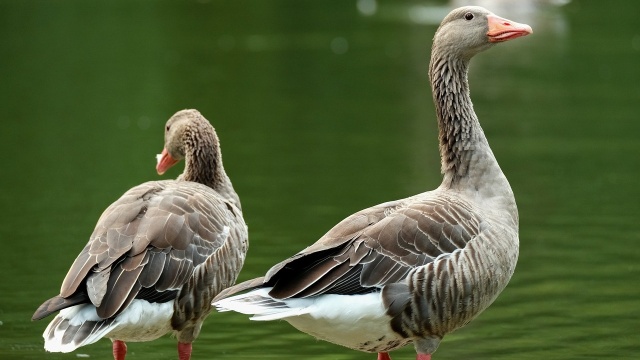 Ptasia grypa w kolejnej fermie gęsi w powiecie lipnowskim. Wirus rozprzestrzenia się