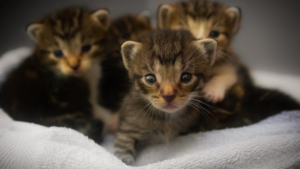 „4 łapy Grudziądza” – to nowy program dotyczący dziko żyjących kotów/fot. Pixabay