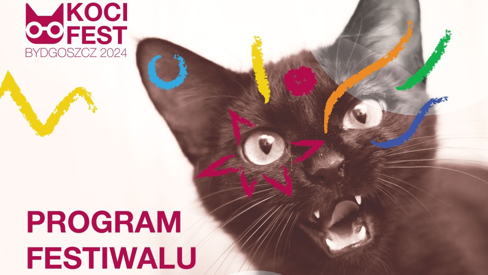 Podczas Kociego Festu będzie można dowiedzieć się, jak opiekować się kotami/fot. ilustracyjna, Pixabay