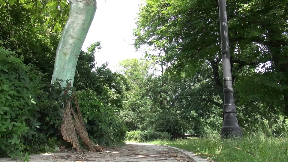 Okorowane drzewo, fot. Janusz Wiertel