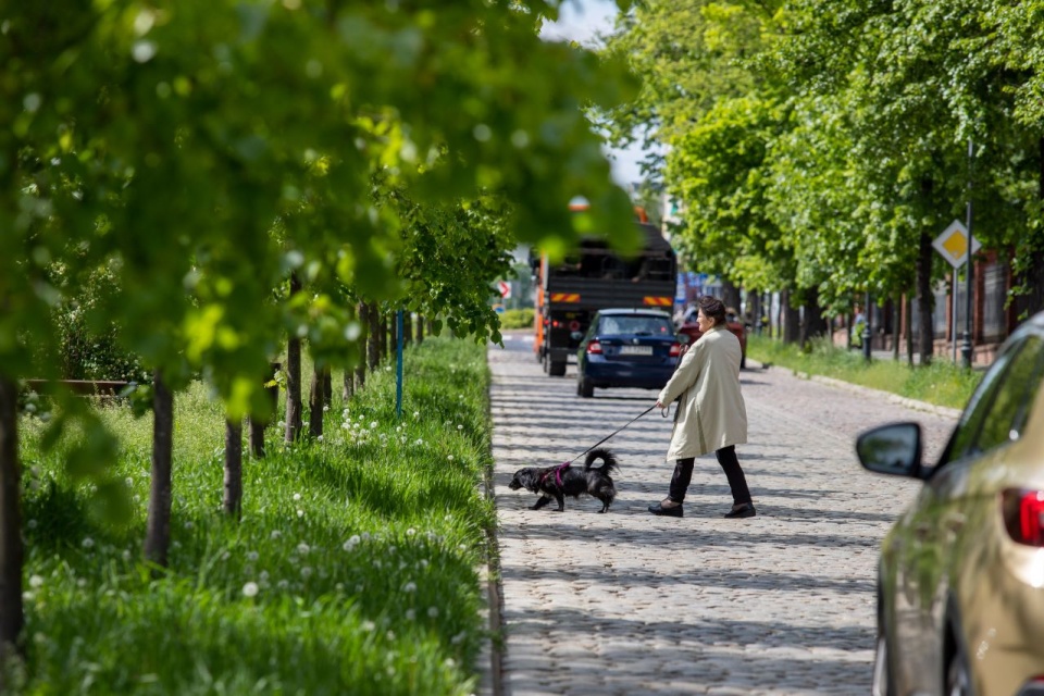 Torunianie doczekają się kolejnych parków miejskich. Dodatkowo ratusz zleci nasadzenie blisko 200 drzew/fot: © UMT 2024, autor: Agnieszka Bielecka, licencja: CC BY-NC 4.0