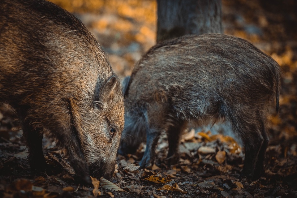 Pirewszy przypadek ASF w województwie kujawsko-pomorskim wykryto na początku czerwca u dizka w powiecie brodnickim/fot. ilustracyjna, Pixabay