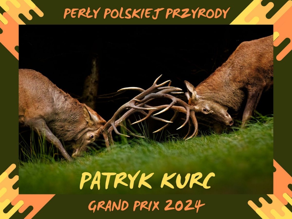 Tegoroczne Grand Prix „Perły Polskiej Przyrody 2024” trafiło do Patryka Kurca za zdjęcie w kategorii „Ssaki”, zatytułowane „Starcie tytanów", przedstawiające walczące jelenie podczas rykowiska/fot. materiały organizatorów